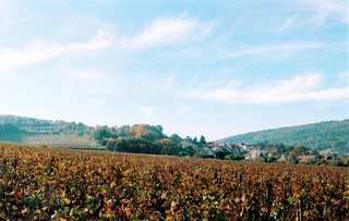 Vignes Ciel.jpg